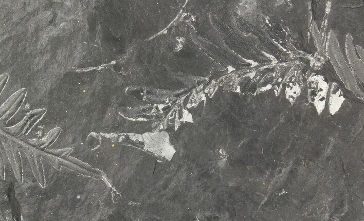 Wide Fossil Seed Fern Plate - Pennsylvania #79642